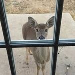 Profile Picture of Debby Ellison Stuart (@debby.stuart) on Instagram