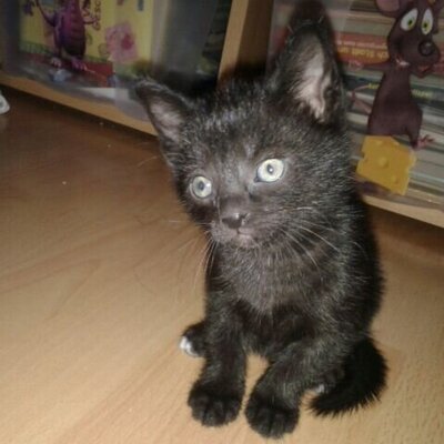 Tatjana Bauer - Twitter Profile Picture of Tatjana Bauer (@bauert1988) on Twitter