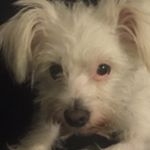Profile Picture of Cleo Ross (@the_cleo_doggo) on Instagram