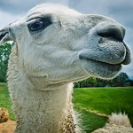 Profile Picture of Jian Wu (@big.wu) on Flickr