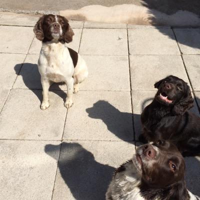 Profile Picture of Tora (@ToraTheSpaniel) on Twitter