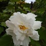 Profile Picture of Jacqueline Raphael (@jackie_raph) on Instagram