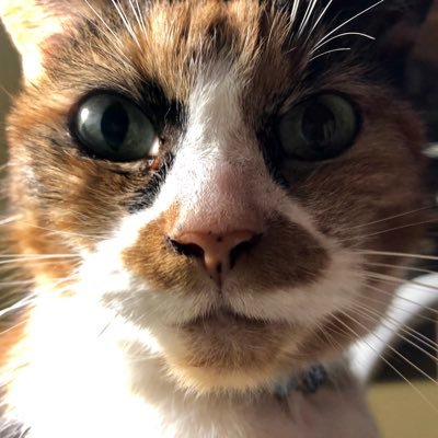 Profile Picture of Terry #FBPE #GTTO #NHS  💙 🐈  🇪🇺 🇬🇧 (@MrTerryLeach) on Twitter