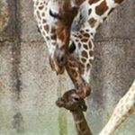 Profile Picture of Freda Bailey Kadeshuk (@fredakadeshuk) on Instagram