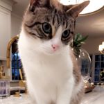 Profile Picture of henry horace bryant E. lenhart (@henny_the_cat) on Instagram