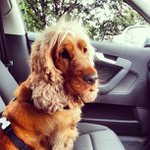 Profile Picture of Greg Grissom (@hinchrollya) on Instagram