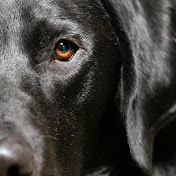 Donovan Janus - Youtube Profile Picture of Donovan Janus (@donovanjanus6483) on Youtube