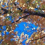 Profile Picture of Julia Burson Boehme (@j_boehme) on Instagram