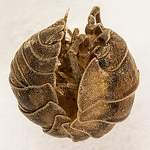 Profile Picture of Insecto1 (@Insecto1) on Flickr