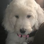 Profile Picture of Carly McClellan (@life_with_carlybelle) on Instagram