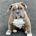 Profile Picture of KENNEL OF THE WITCH GRAIL Tyson vom Bullihof Schlossberg (@tysonmyoeb) on Instagram