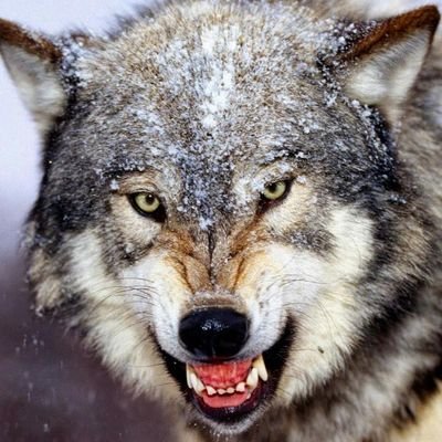 Profile Picture of Dustin Graf (@DusstinGraf) on Twitter
