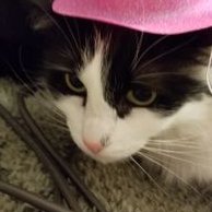 Profile Picture of Cecelia Grace (@Ceceliagrace6) on Twitter