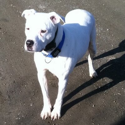 Profile Picture of Evan Manes (@wharfrat1) on Twitter