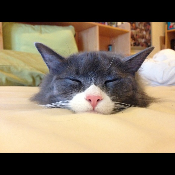 Profile Picture of Amanda Hansen (@ahansen21) on Poshmark