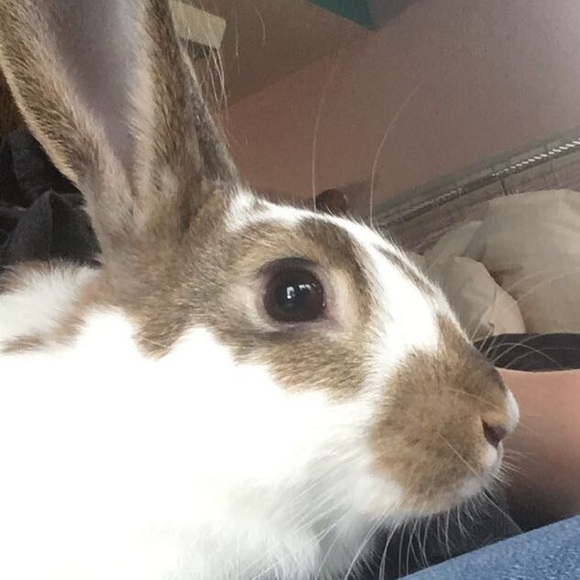 Ella Novak - Poshmark Profile Picture of Ella Novak (@elskylar) on Poshmark