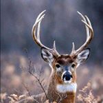 Mason Mays - Instagram Profile Picture of Mason Mays (@bux_and_trux34) on Instagram