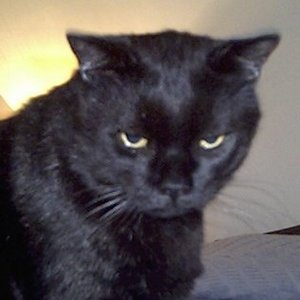 Profile Picture of Ponkone The Cat (@ponkone) on Myspace