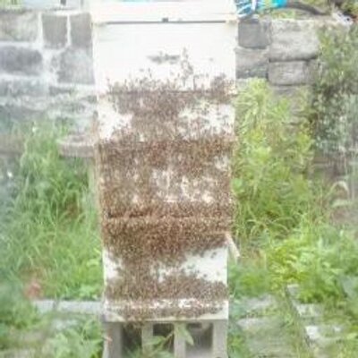 Profile Picture of Maurice Curran (@PocanticoHoney) on Twitter