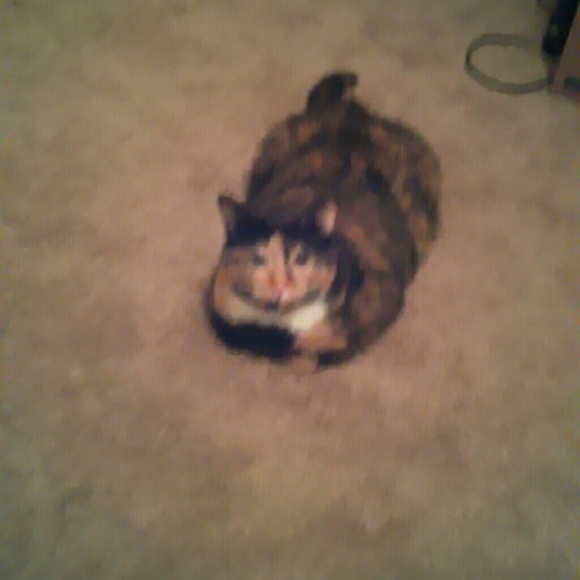 Profile Picture of Alex Salveta (@alexsalveta) on Poshmark