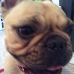 Stella Rose Farish - Instagram Profile Picture of Stella Rose Farish (@stella_the_frechie) on Instagram
