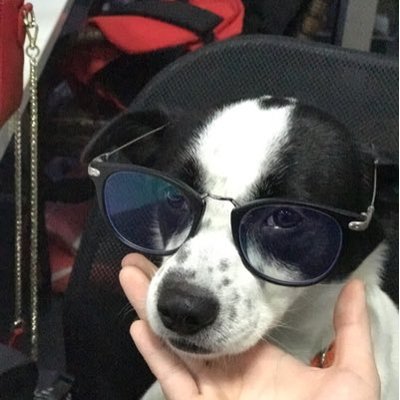 Profile Picture of Ada.yu (@Adayu46353243) on Twitter