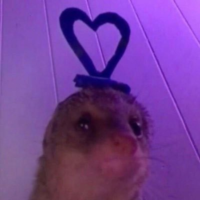Profile Picture of Joshua Michalak (@michalak_joshua) on Twitter