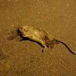 Ryan Marcotte - Instagram Profile Picture of Ryan Marcotte (@cooldoors_and_deadstuff) on Instagram