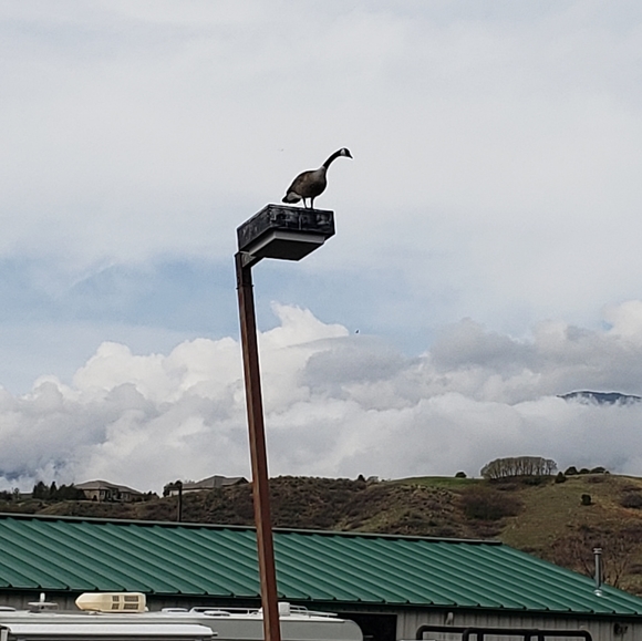 Profile Picture of Jill Arnold carlson (@jmc_rma) on Poshmark