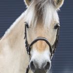 Profile Picture of Albertemus (@albertehestemus) on Instagram