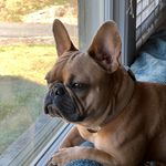 Profile Picture of Mimi Tyler (@mimi_the_frenchie21) on Instagram