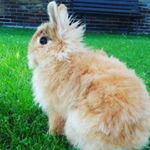 Profile Picture of rabbit.calvin (@rabbit.calvin) on Instagram