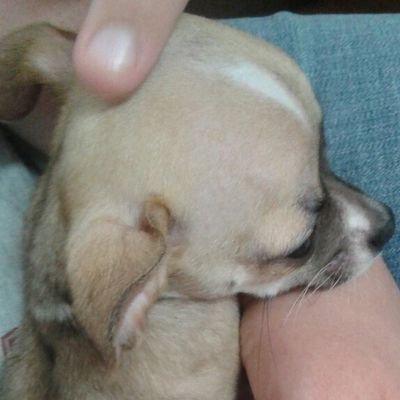 Profile Picture of Ismene (@rosemaples2) on Twitter