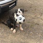 Profile Picture of Lance Lamb (@llamb1303) on Instagram