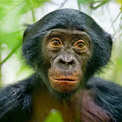 Profile Picture of Sean Grace (@seanattikus) on Youtube