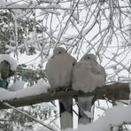 Profile Picture of Basil Downing (@Basil-Downing) on Facebook