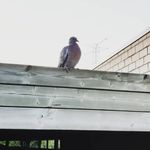 Profile Picture of Steven_the_pigeon (@steven_the_pigeon) on Instagram