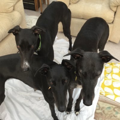 Profile Picture of Alison (Humum)to Monroe,DeeDee And Danza  💚 (@Alisonware141) on Twitter