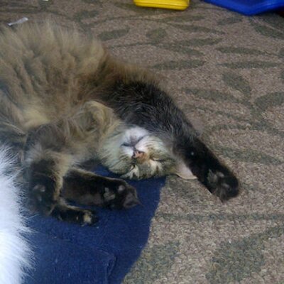 Profile Picture of Jeff Donato (@smeffreydonuts) on Twitter