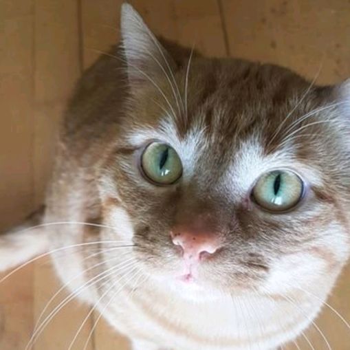 Profile Picture of Jonathan Kenox (@@srkenox) on Tiktok