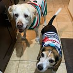 Sandhya Radhakrishnan - Instagram Profile Picture of Sandhya Radhakrishnan (@oldlabandthebea) on Instagram