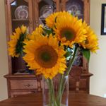 Profile Picture of Robin (@birdbailey) on Instagram