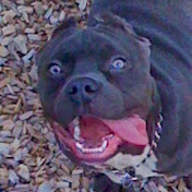 Brian Freels - Youtube Profile Picture of Brian Freels (@bkfreelz83) on Youtube