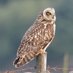 Profile Picture of Stephen Abbott (@outlaw birder) on Flickr