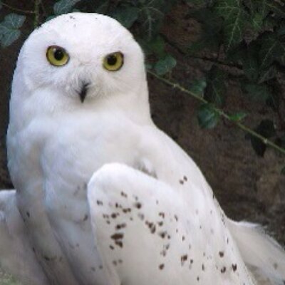 Profile Picture of Laura Moncrieff (@MamaaLaura) on Twitter