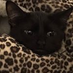 Profile Picture of ×мιcнυℓкσvá ηιηα× (@michulkova_nn) on Instagram