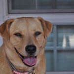 Steve Budd - Instagram Profile Picture of Steve Budd (@stevedoge6) on Instagram