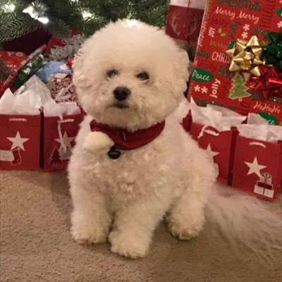 Profile Picture of Janet Gambatese (@janetgambatese1) on Twitter