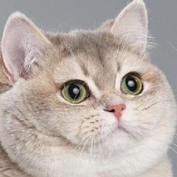 Profile Picture of Thomas Kilroy (@ThomasKilroyNZ) on Twitter