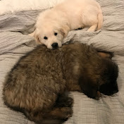 Profile Picture of Christopher Finch (@imaudihr) on Youtube